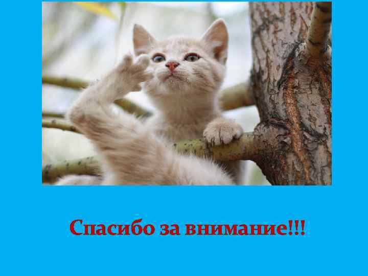 Спасибо за внимание!!! 