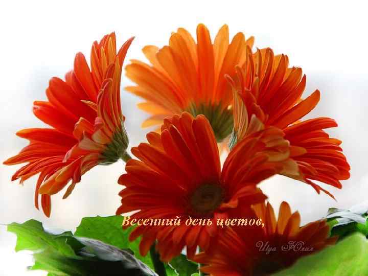 Весенний день цветов, 