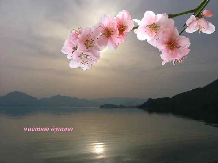 чистою душою 