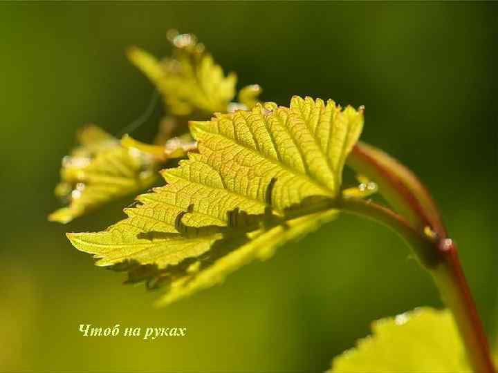 Чтоб на руках 