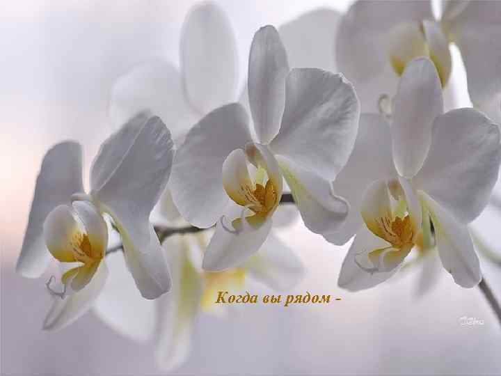Когда вы рядом - 