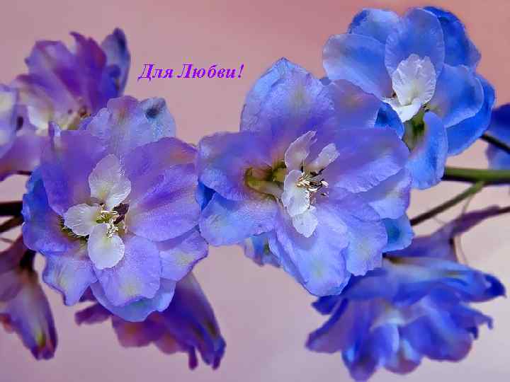 Для Любви! 