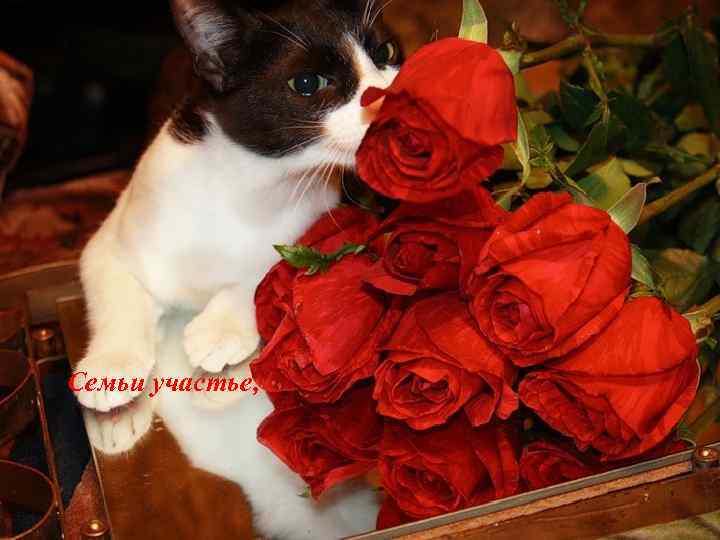 Семьи участье, 