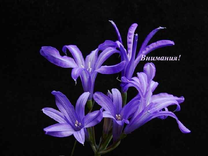 Внимания! 