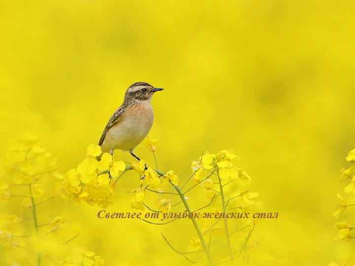 Светлее от улыбок женских стал 