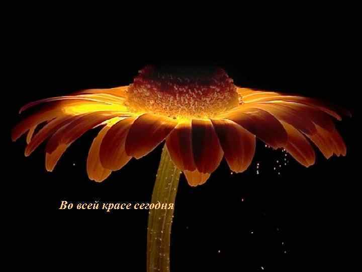 Во всей красе сегодня 