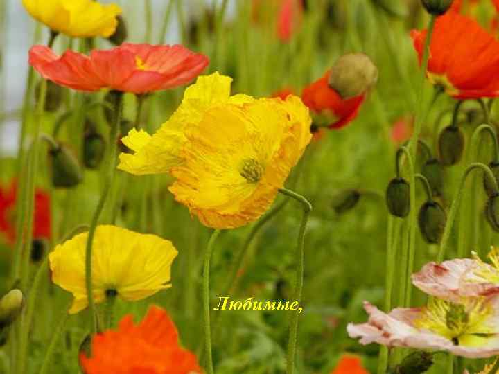 Любимые, 