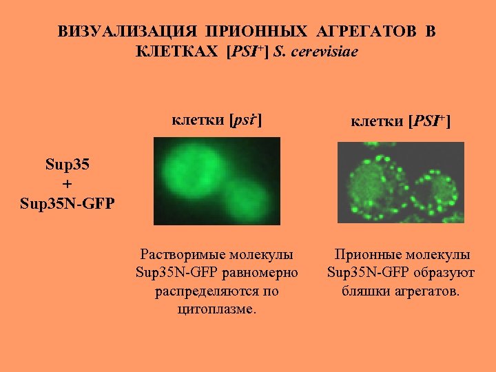 ВИЗУАЛИЗАЦИЯ ПРИОННЫХ АГРЕГАТОВ В КЛЕТКАХ [PSI+] S. cerevisiae клетки [psi-] клетки [PSI+] Растворимые молекулы