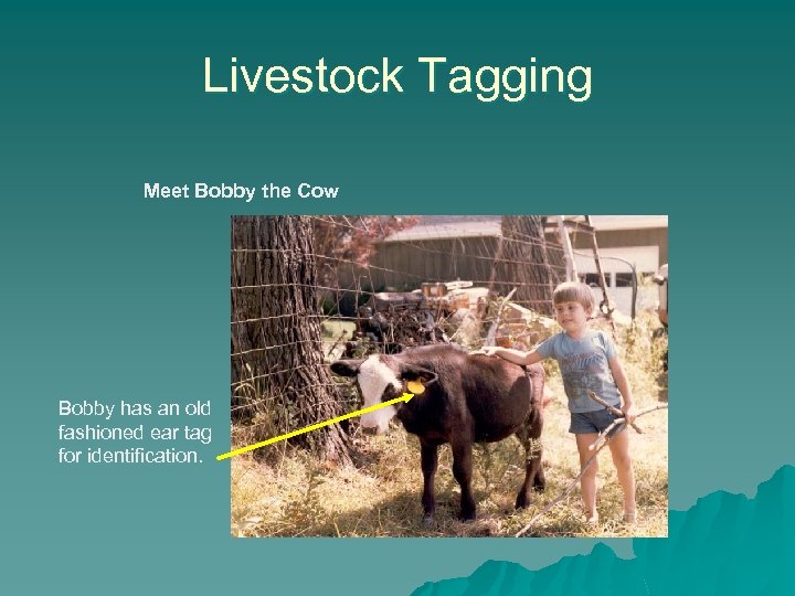 Livestock Tagging Meet Bobby the Cow Bobby has an old fashioned ear tag for