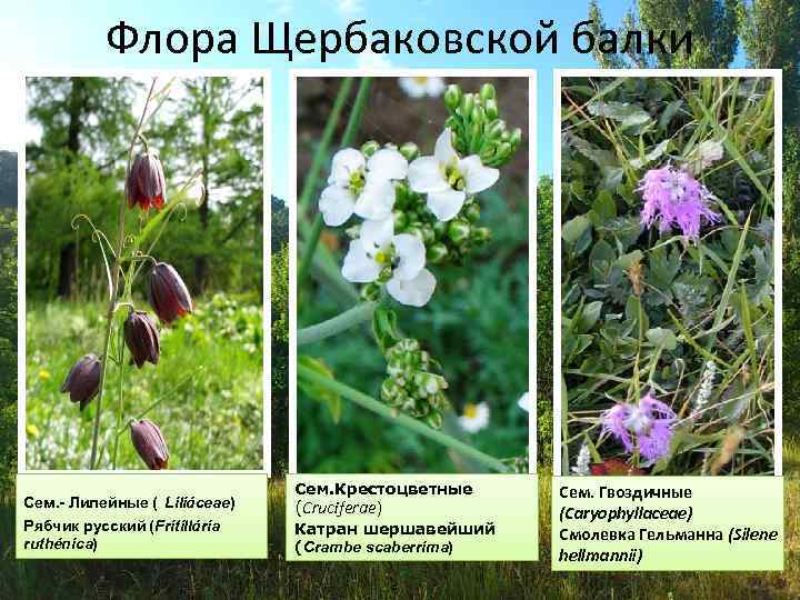 Флора Щербаковской балки Сем. - Лилейные ( Liliáceae) Рябчик русский (Fritillária ruthénica) Сем. Крестоцветные