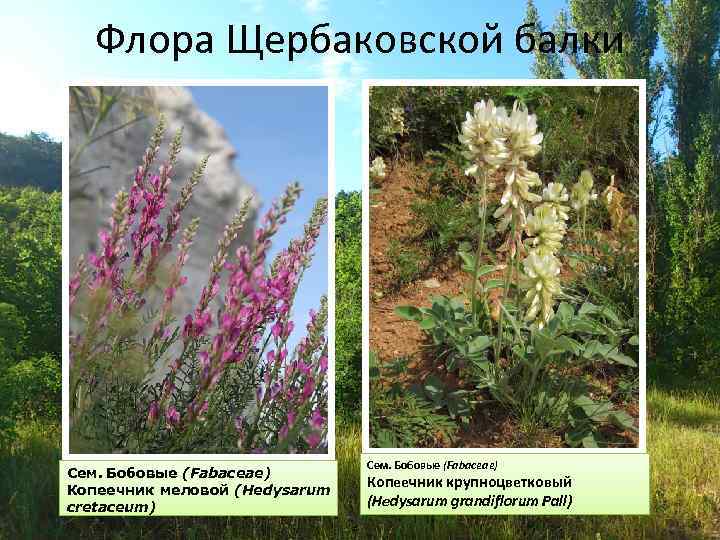 Флора Щербаковской балки Сем. Бобовые (Fabaceae) Копеечник меловой (Hedysarum cretaceum) Сем. Бобовые (Fabaceae) Копеечник