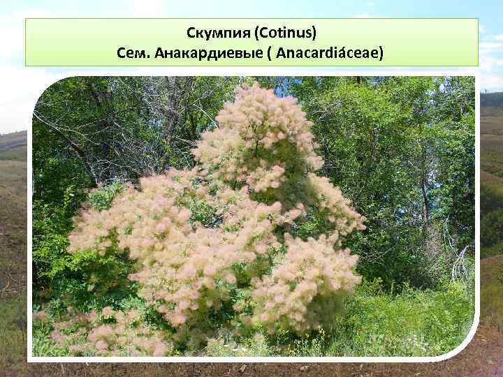 Скумпия (Cotinus) Сем. Анакардиевые ( Anacardiáceae) 