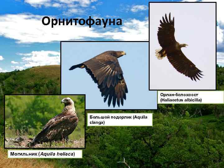 Орнитофауна Орлан-белохвост (Haliaeetus albicilla) Большой подорлик (Aquila clanga) Могильник (Aquila heliaca) 