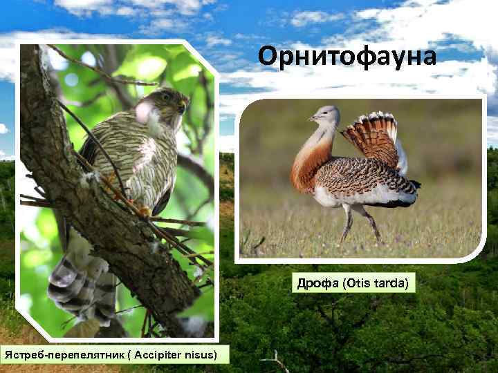 Орнитофауна Дрофа (Otis tarda) Ястреб-перепелятник ( Accipiter nisus) 