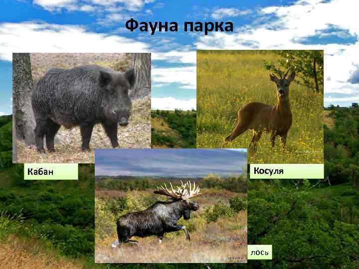 Фауна парка Кабан Косуля лось 