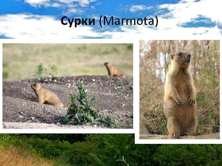 Сурки (Marmota) 