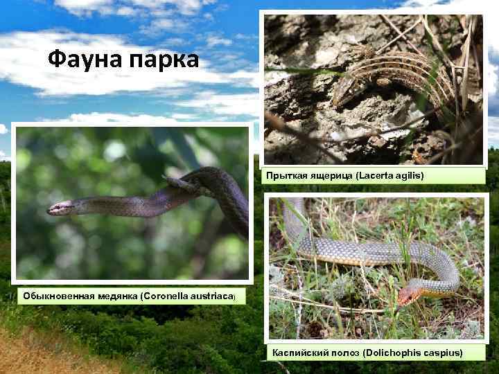 Фауна парка Прыткая ящерица (Lacerta agilis) Обыкновенная медянка (Coronella austriaca) Каспийский полоз (Dolichophis caspius)