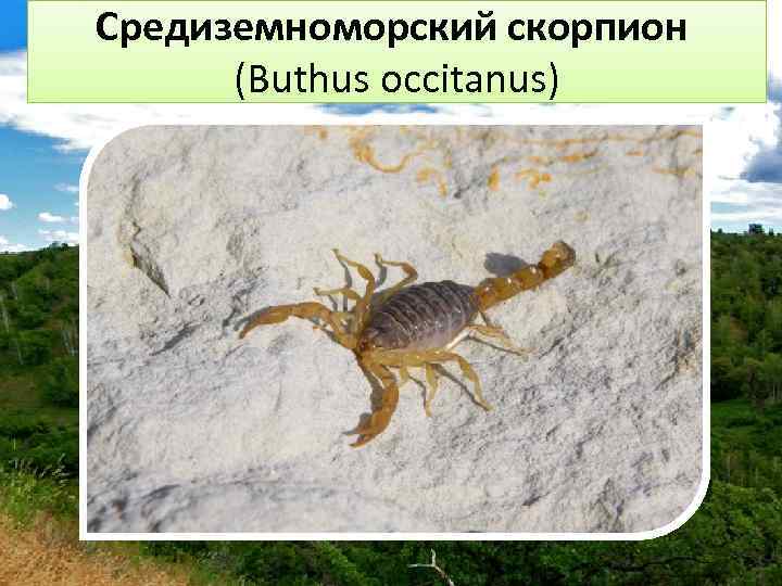 Средиземноморский скорпион (Buthus occitanus) 