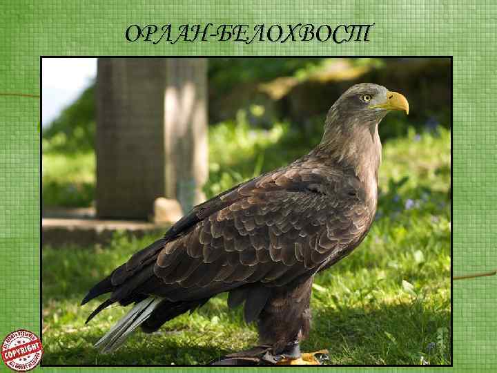 ОРЛАН-БЕЛОХВОСТ 