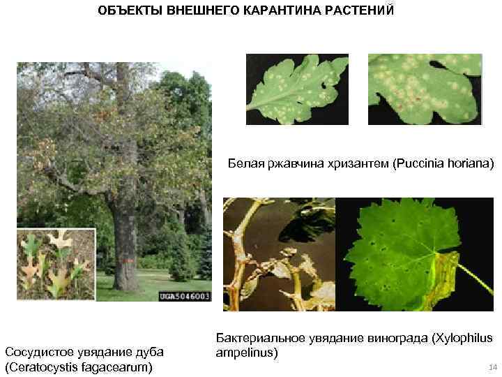 ОБЪЕКТЫ ВНЕШНЕГО КАРАНТИНА РАСТЕНИЙ Белая ржавчина хризантем (Puccinia horiana) Сосудистое увядание дуба (Ceratocystis fagacearum)