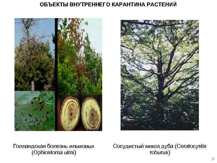 ОБЪЕКТЫ ВНУТРЕННЕГО КАРАНТИНА РАСТЕНИЙ Голландская болезнь ильмовых (Ophiostoma ulmi) Сосудистый микоз дуба (Ceratocystis roburus)