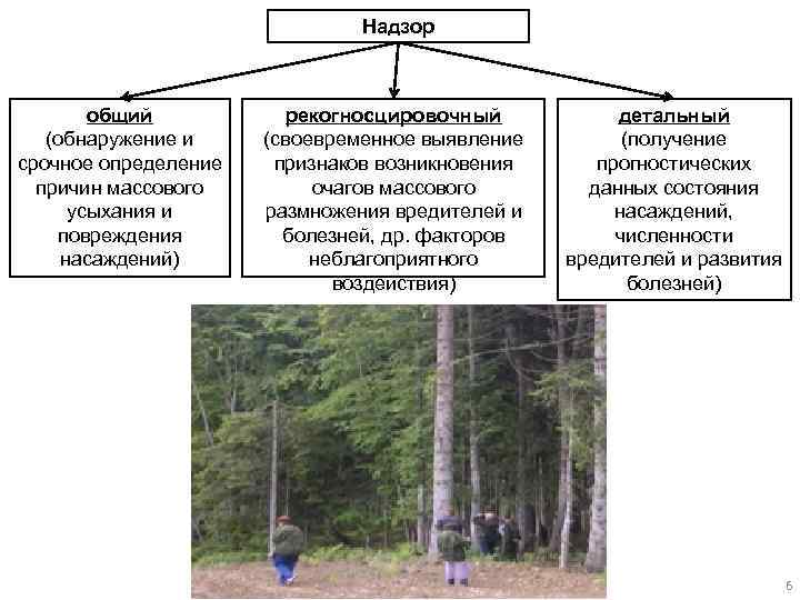 Надзор общий (обнаружение и срочное определение причин массового усыхания и повреждения насаждений) рекогносцировочный (своевременное