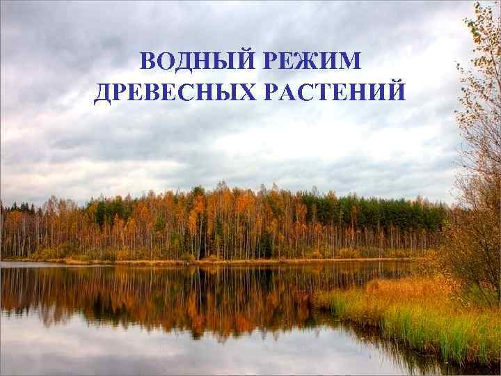 ВОДНЫЙ РЕЖИМ ДРЕВЕСНЫХ РАСТЕНИЙ 