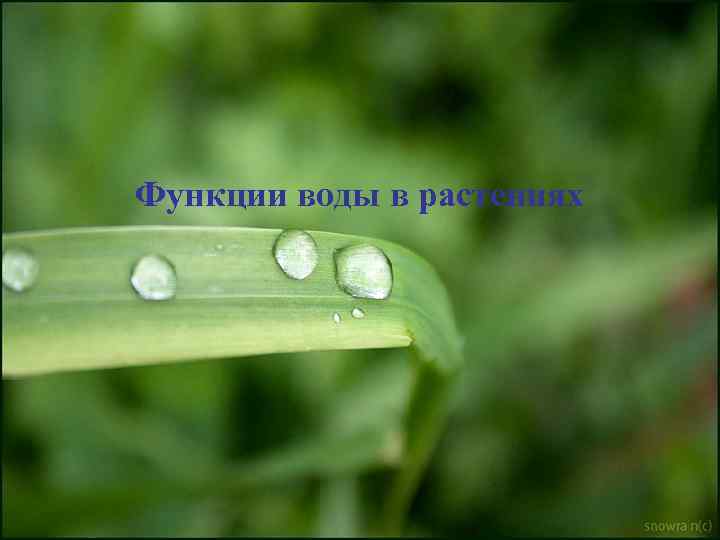 Функции воды в растениях 