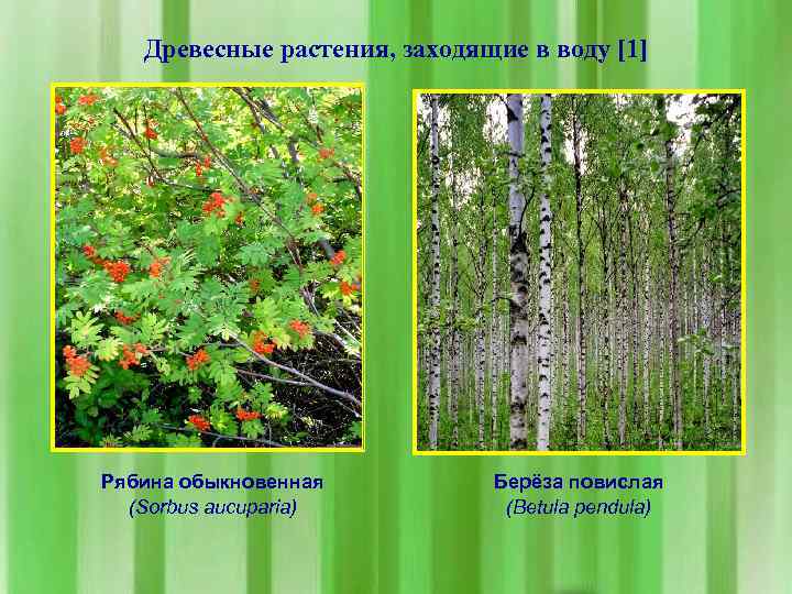 Древесные растения, заходящие в воду [1] Рябина обыкновенная (Sorbus aucuparia) Берёза повислая (Betula pendula)
