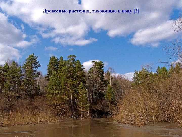 Древесные растения, заходящие в воду [2] 