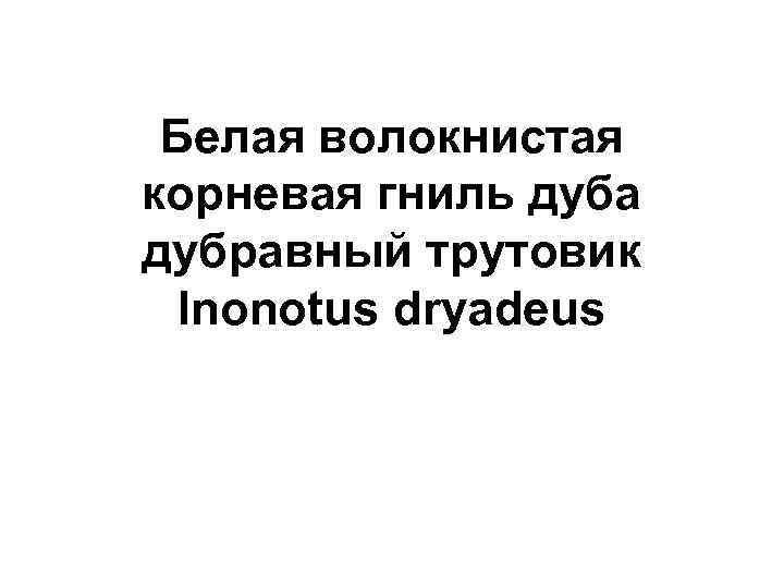Белая волокнистая корневая гниль дуба дубравный трутовик Inonotus dryadeus 