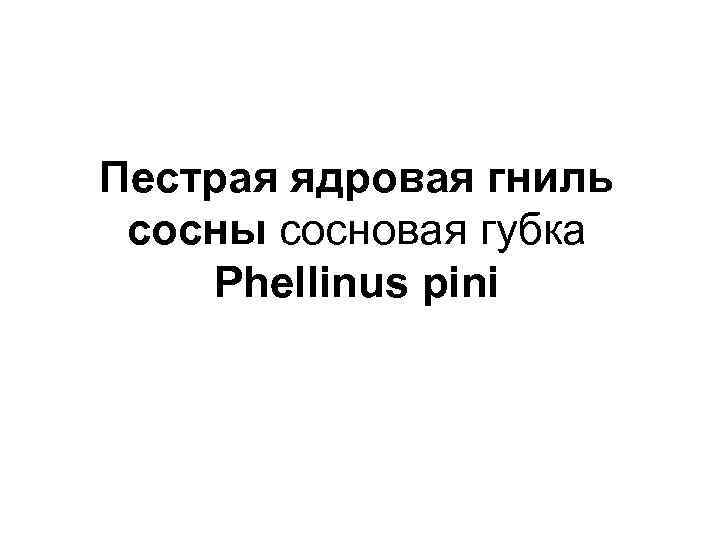 Пестрая ядровая гниль сосны сосновая губка Phellinus pini 