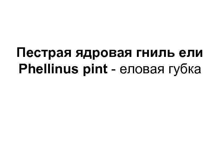 Пестрая ядровая гниль ели Phellinus pint - еловая губка 