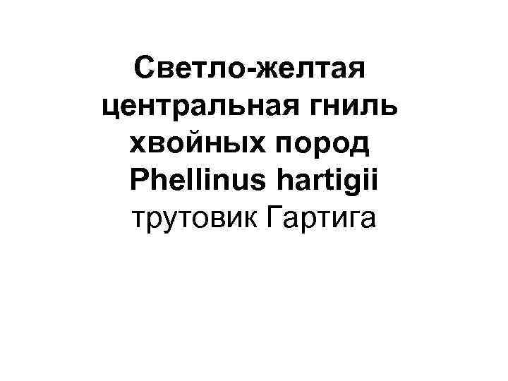 Светло-желтая центральная гниль хвойных пород Phellinus hartigii трутовик Гартига 