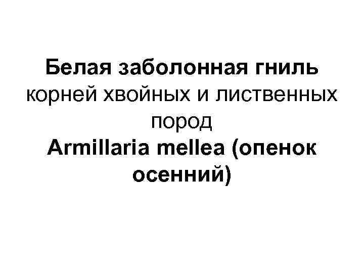 Белая заболонная гниль корней хвойных и лиственных пород Armillaria mellea (опенок осенний) 