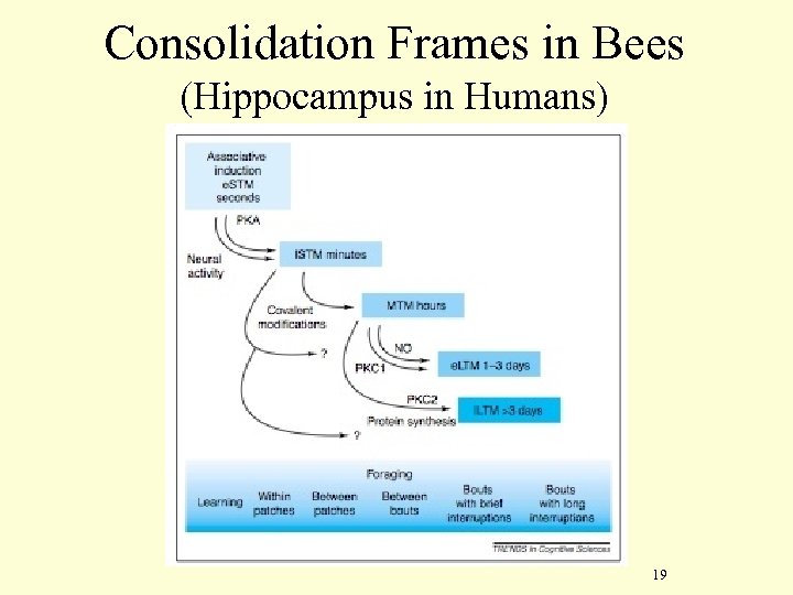 Consolidation Frames in Bees (Hippocampus in Humans) 19 