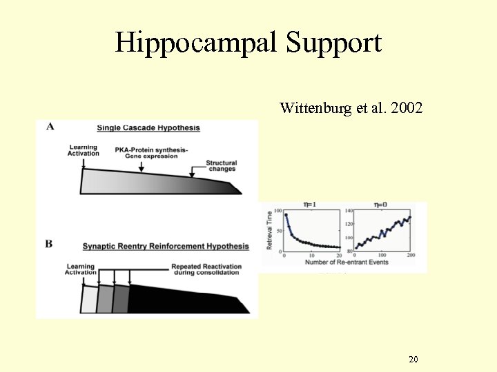 Hippocampal Support Wittenburg et al. 2002 20 