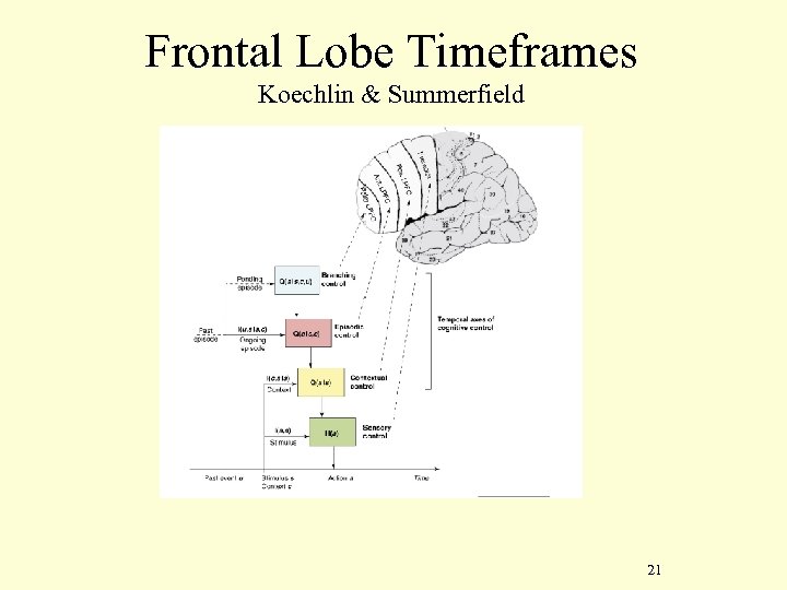 Frontal Lobe Timeframes Koechlin & Summerfield 21 