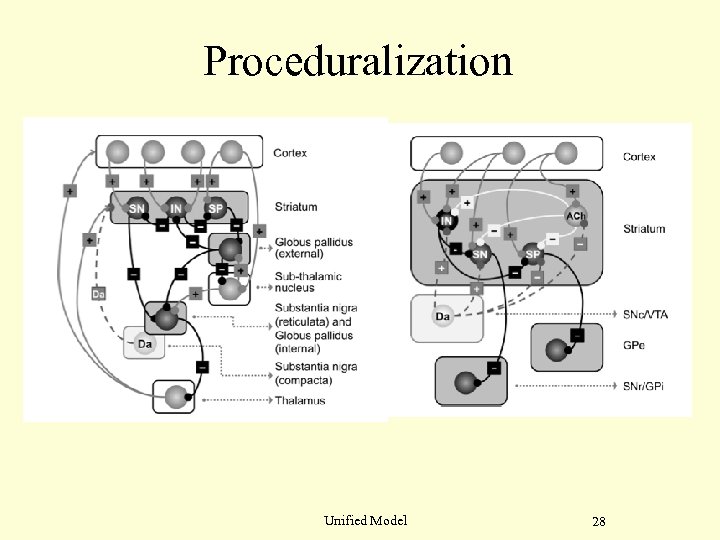 Proceduralization Unified Model 28 