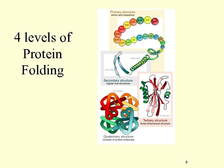 4 levels of Protein Folding 9 