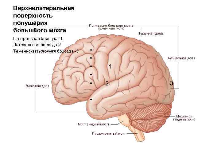 Верхнелатеральная поверхность полушария больш8 ого мозга Центральная борозда -1 Латеральная борозда 2 Теменно-затылочная борозда