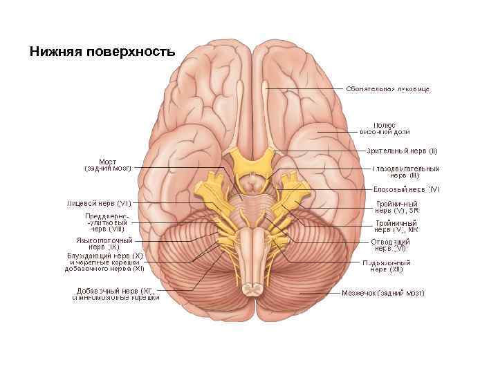 Нижняя поверхность 