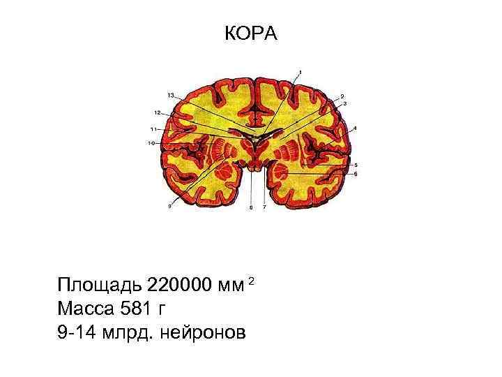 Core area. Мантия мозга. Плащ мозга анатомия. Плащ конечного мозга. Корковые концы анализаторов.