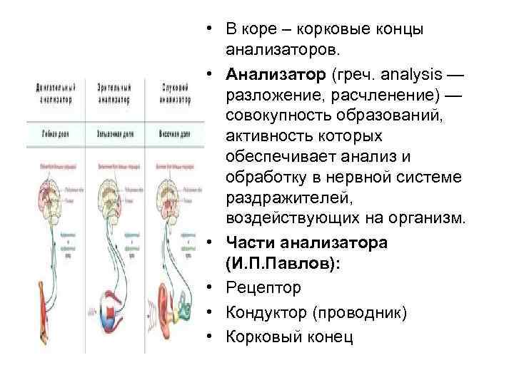 Части анализатора