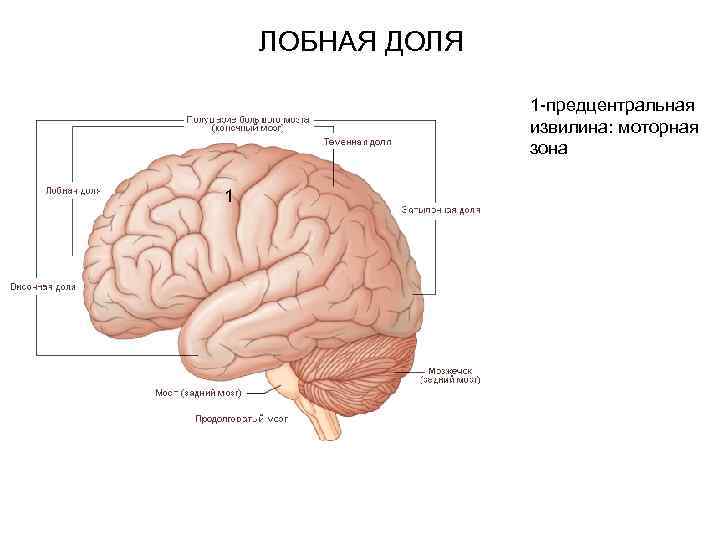 ЛОБНАЯ ДОЛЯ 1 -предцентральная извилина: моторная зона 1 
