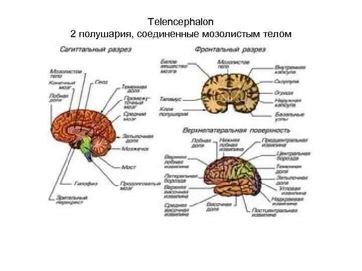 Telencephalon 2 полушария, соединенные мозолистым телом 