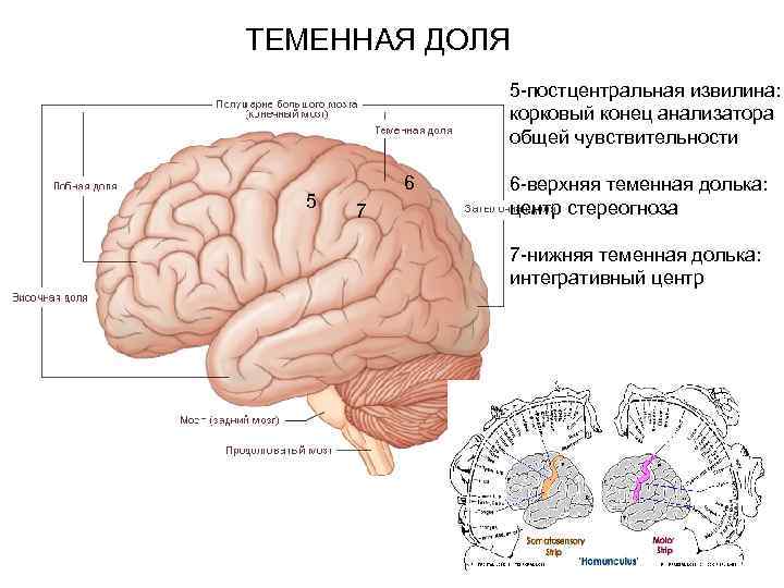 Конечный мозг схема