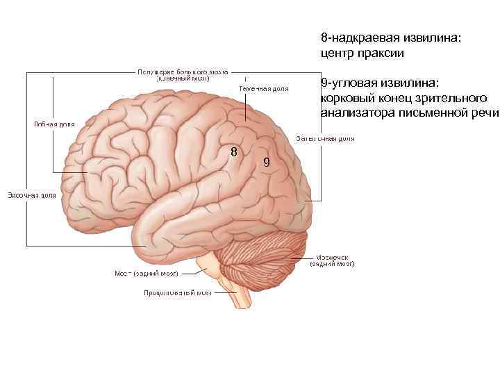 8 -надкраевая извилина: центр праксии 9 -угловая извилина: корковый конец зрительного анализатора письменной речи