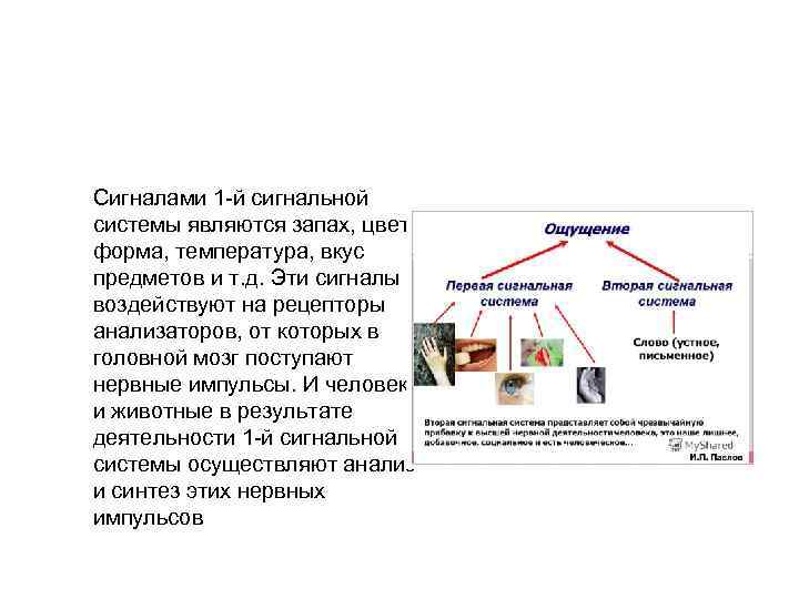 Сигналами 1 -й сигнальной системы являются запах, цвет, форма, температура, вкус предметов и т.