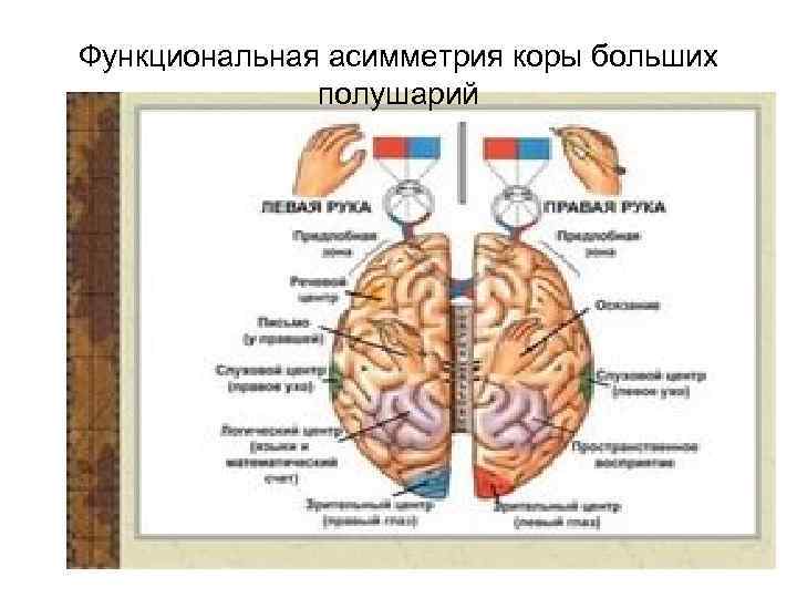 Схема коры больших полушарий